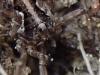 Mitopus morio